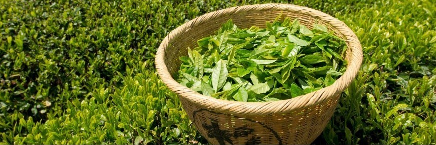 Achat thés verts natures en ligne, vente thé vert nature