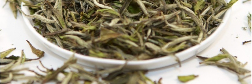 Achat de thés blancs natures en ligne, vente thé blanc