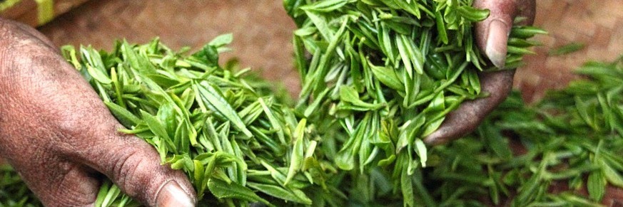 Achat thés rares en ligne, vente grands crus et thé d'exception.
