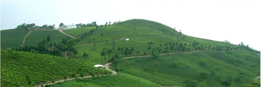 Mailleurs thés noir du Darjeeling, achat vente thé du Darjeeling en ligne