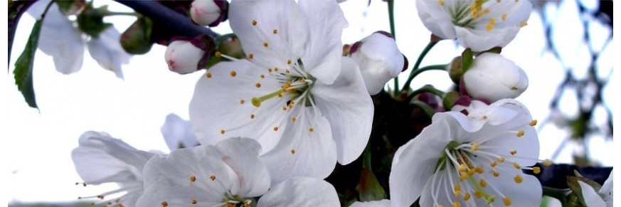 Achat thé fleurs d'oranger en ligne, vente tisane fleurs d'oranger