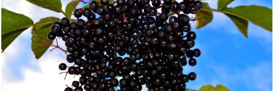 Baies d'aronia