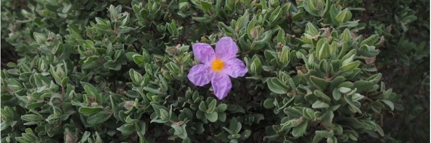 Achat thé au cistus en ligne, vente tisane de ciste