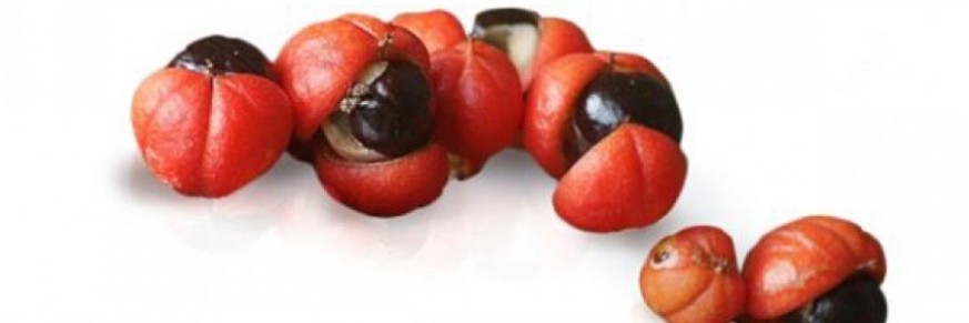 Guarana