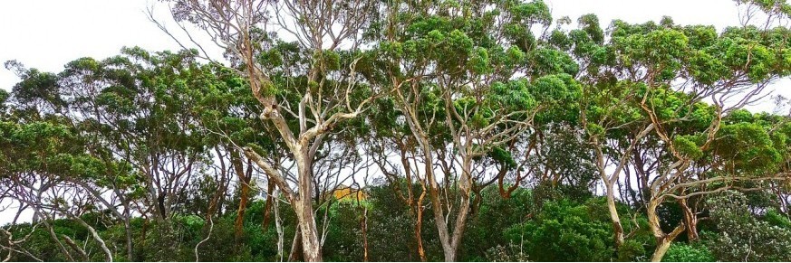 Achat thés à l'eucalyptus en ligne, vente tisane eucalyptus