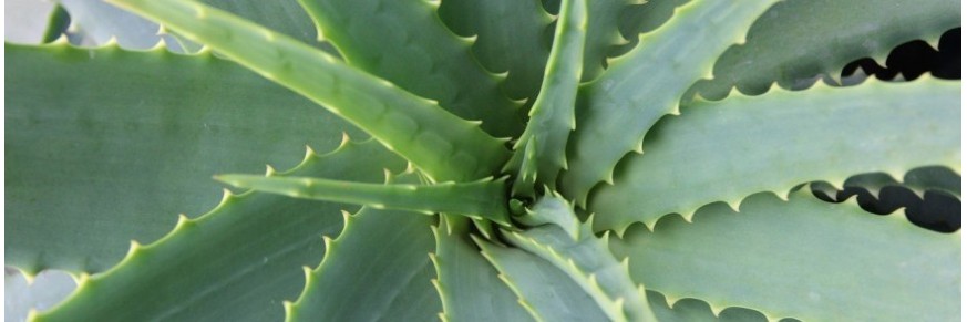 Aloe Vera