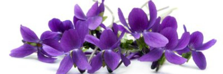 Achat en ligne thé à la violette, tisane et infusion de violette