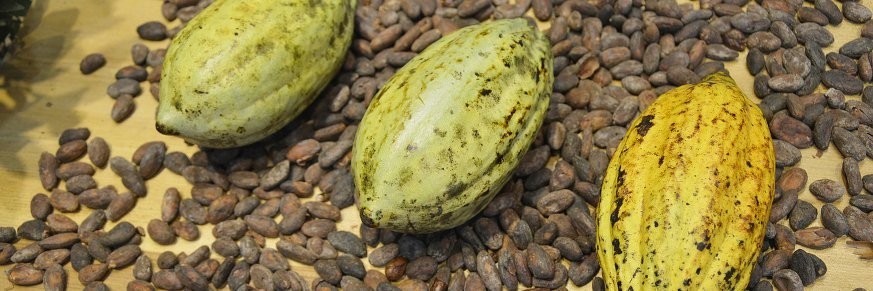 Thé au chocolat, thés et tisanes cacao achat vente en ligne