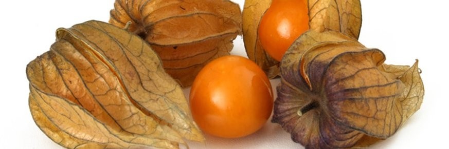 Achat en ligne de thés au physalis, vente tisanes et infusions physalis