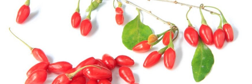 Achat en ligne de thés baies de Goji, vente tisanes, infusions Goji