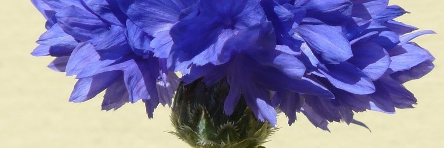 Achat en ligne thé aux fleurs de bleuet, vente tisanes et infusions bleuet