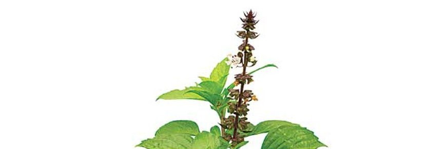 Achat en ligne de thés au tulsi, vente infusions et tisanes au tulsi