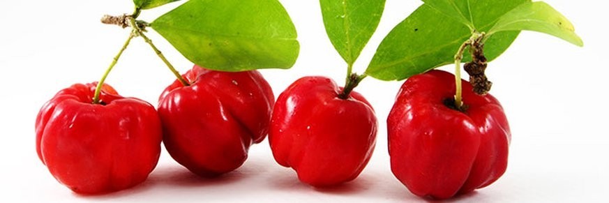 Achat en ligne de thés à l'acerola, vente de tisanes et infusions acérola