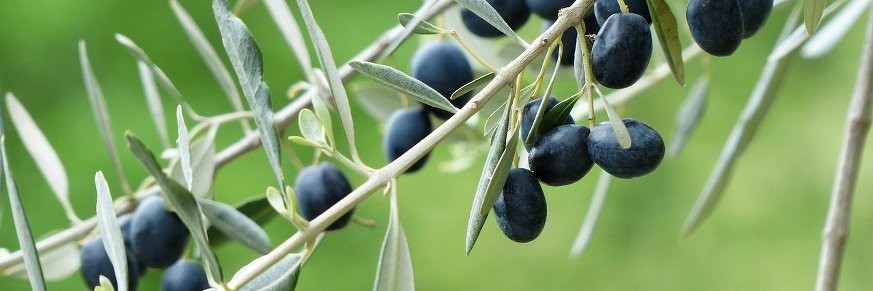 Achat en ligne de thés aux feuilles d'olivier