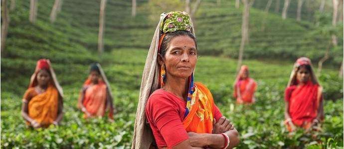 L'Inde, 1er producteur mondial de thé