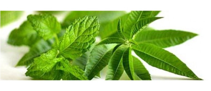 Verveine : des atouts multiples